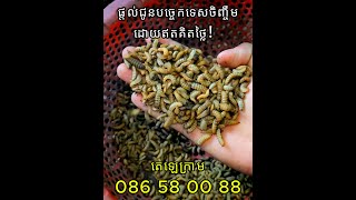 ចិញ្ចឹមរុយ និងដង្កូវ BSFផ្ដល់ជូនបច្ចេកទេសចិញ្ចឹមដោយឥតគិតថ្លៃ តេឡេក្រាមៈ 086 58 00 88