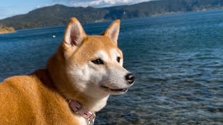 鳥は待ってくれなかったしイッシーは現れなかった　Run with my dog around the lake