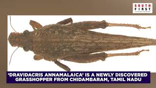 Dravidacris annamalaica, the new grasshopper in Tamil Nadu- South First