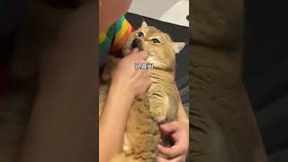 當貓咪聞完自己的臭腳，它的反應#可愛的 #cat #pets #shorts