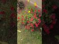 beautiful 9'clock flower (portulaca ) flowers open at every  9' clock.in front of my house.