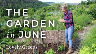 The Allotment Garden in June