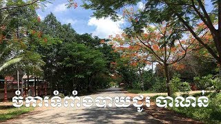 ចំការទំពាំងបាយជូរ បាណន់