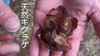 天然キクラゲで激旨 3分間クッキング