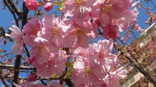 河津桜２０２４年２月１３日☆調理師わらだ光絵の愛宕浜花広場散歩映像日記＃河津桜＃桜のいろ＃撮影わらだ光絵＃春の知らせ