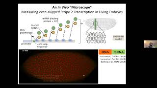 Hernan Garcia - Dissecting transcriptional dynamics in development one burst at a time