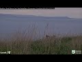 royal albatross fledges watch top flat chick fly out to sea in new zealand doc cornell lab