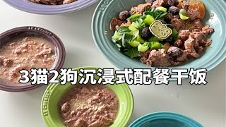 森尼和小莱｜Vlo.48 五只猫狗的沉浸式配餐干饭