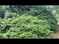 日枝 ひえだ 神社　宮崎県延岡市石田町