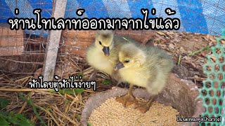 ลูกห่านโทเลาท์น้อย เพิ่งออกมาจากไข่ ฟักโดยใช้ตู้ฟัก #ไก่เบตงหลงทุ่งChannel