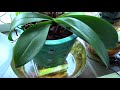 orchids watered and in the windows tips and tricks for humidity and light in the home