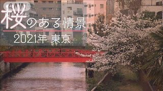 【カメラマン厳選】桜のある情景～2021年　東京～(2021年4月13日)