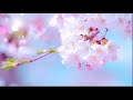 【初音ミク】桜吹雪【オリジナル曲】