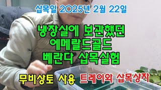 #옥전농부 #유럽정원수#냉장실에 보관 했던 삽수# #에메랄드골드 베란다 삽목방법 #무비상토#트레이#삽목상자#삽목일 2025년 2월 22일