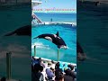 びしょ濡れシャチショーサイコ～ ^^ shorts 鴨川シーワールド 鴨シー kamogawaseaworld killerwhale orca シャチ orca