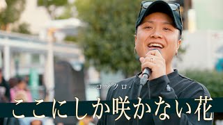 【歌詞付】この男の右に出る人がいるなら教えてくれ!!路上界No.1歌唱力シンガー ここにしか咲かない花 / コブクロ【川崎路上ライブ-23.12.9】by 髙橋一輝