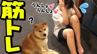 筋トレでマッチョになった娘？に戸惑う柴犬姉妹