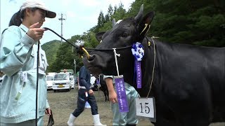 高校生が丹精込めて育てた牛も出品　新見市特産、千屋牛の品質を競う共進会　岡山