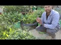 सब्जियों के पौधों में कौन सी खाद कब और कैसे डालें how and when to fertilize vegetable plants hindi