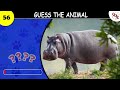 guess the animal in 3 seconds 100 random animals how many animals do you know