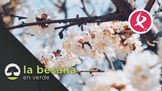 El almendro, un cultivo de futuro | La besana en verde