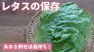 【レタスの保存】あれを3本使うと長持ちします！（島本美由紀の保存から食品ロス削減）