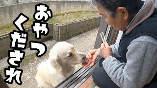 【ばあさんの持論】ワンコにおやつは厳禁。ゴールデンレトリバー。