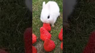 #cute #rabbit #quran #status