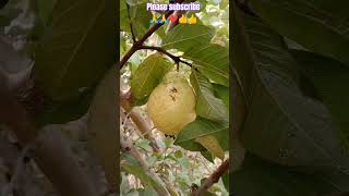 GUAVA | How Does It Grow? How To Harvesting Amrud At Home#shorts