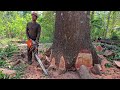 Excellent ‼️ Mahogany tree 100 feet high