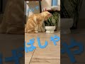 水遊びする猫。ずっと見てられるにゃ