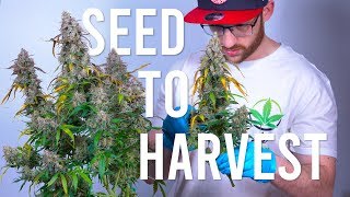 SEED TO HARVEST: BLUE DREAM AUTOFLOWER (BEGINNERS GUIDE)