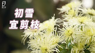 【园丁小饭】有花园的人，初雪日都在做什么？