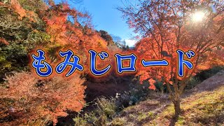 【富津市】千葉ライダーの聖地？もみじロードの紅葉を見てきた