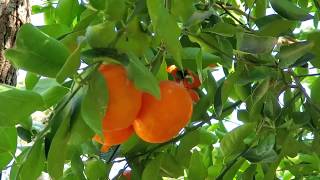 Harvesting Sweet Organic Tangerines