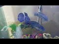 Jaguar and Yellow jacket vs 2 Jack Dempsey Cichlids!