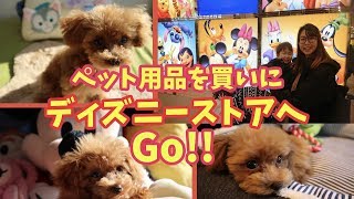 トイプードルの子犬ちゃん！ディズニーストアにペット用品を買いに行こう！puppy supplies