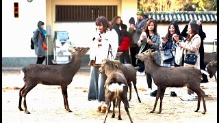 Nara Deer Park is WILD!