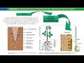 ttpp 7 microorganimos promotores del crecimiento vegetal. biofertilizantes y biocontroladores p 1