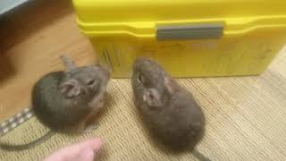 46.うるみの紹介【デグーの飼育】