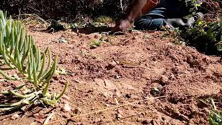 Planting Shasta Daisies