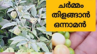 ഞൊട്ടാഞൊടിയൻ / Golden Berry/ ആരോഗ്യത്തിനും ചർമ്മത്തിളക്കത്തിനും🥰👍