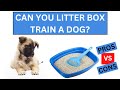 Can You Litter Box Train A Dog? 14 Pros And Cons Of Litter Box Training A Dog!!