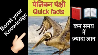 Pelican birds facts पेलिकन पंक्षी के बारे में रोचक तथ्य | Quick facts | #shorts Episode-111