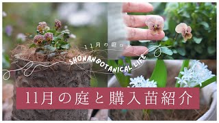 【秋のガーデニング】11月の購入苗紹介と植え付け｜１１月の庭｜