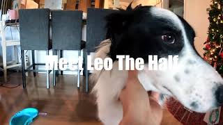 Leo The Half ep.1 - Border Collie