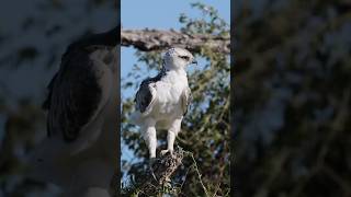 【ゴマバラワシ幼鳥】狙われたホロホロチョウ【野鳥、鳥、野生、自然, wildlife, nature, relaxing, bird watching】