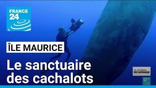 Île Maurice : le sanctuaire des cachalots • FRANCE 24