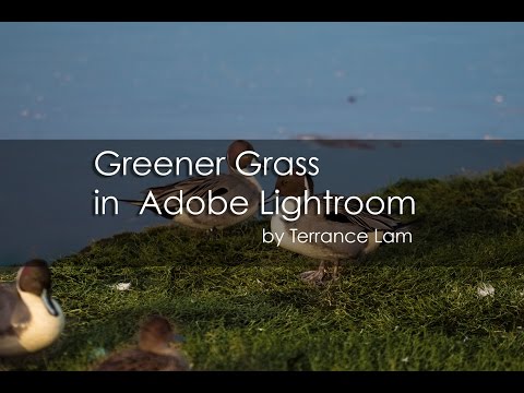 Greener Grass in Adobe Lightroom 5.7.1 - E0008 Greener Grass in Adobe Lightroom 5.7.1 - E0008