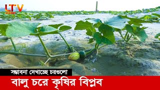 বালু মাটিতে কৃষির বিপ্লব, সম্ভাবনা দেখাচ্ছে চরগুলো